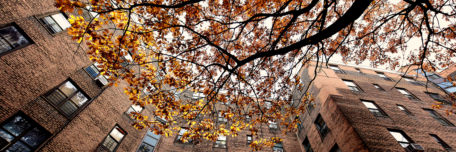 apartment courtyard, tree showing fall foliage