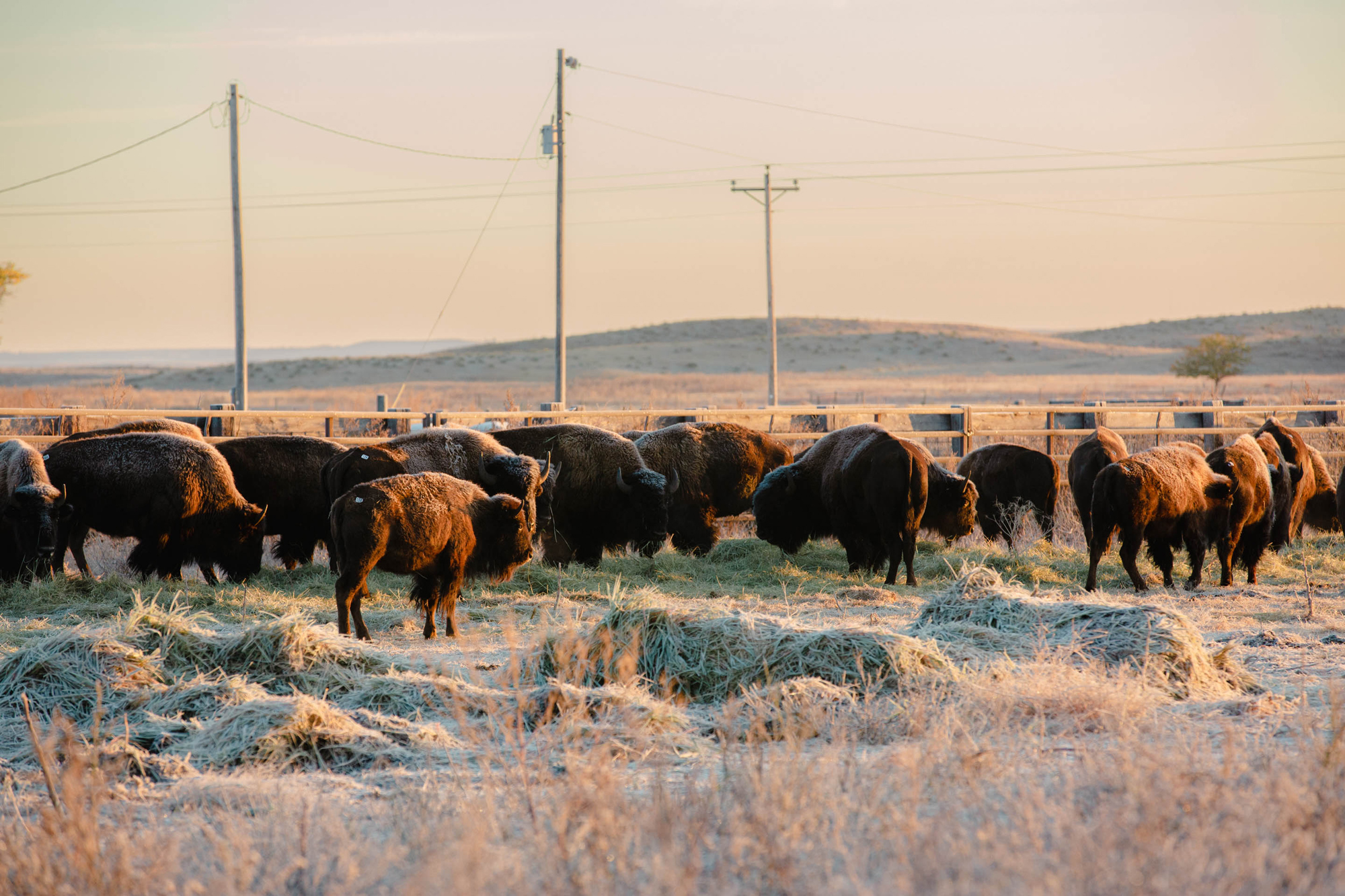 Buffalo transported from Wind Cave State Park