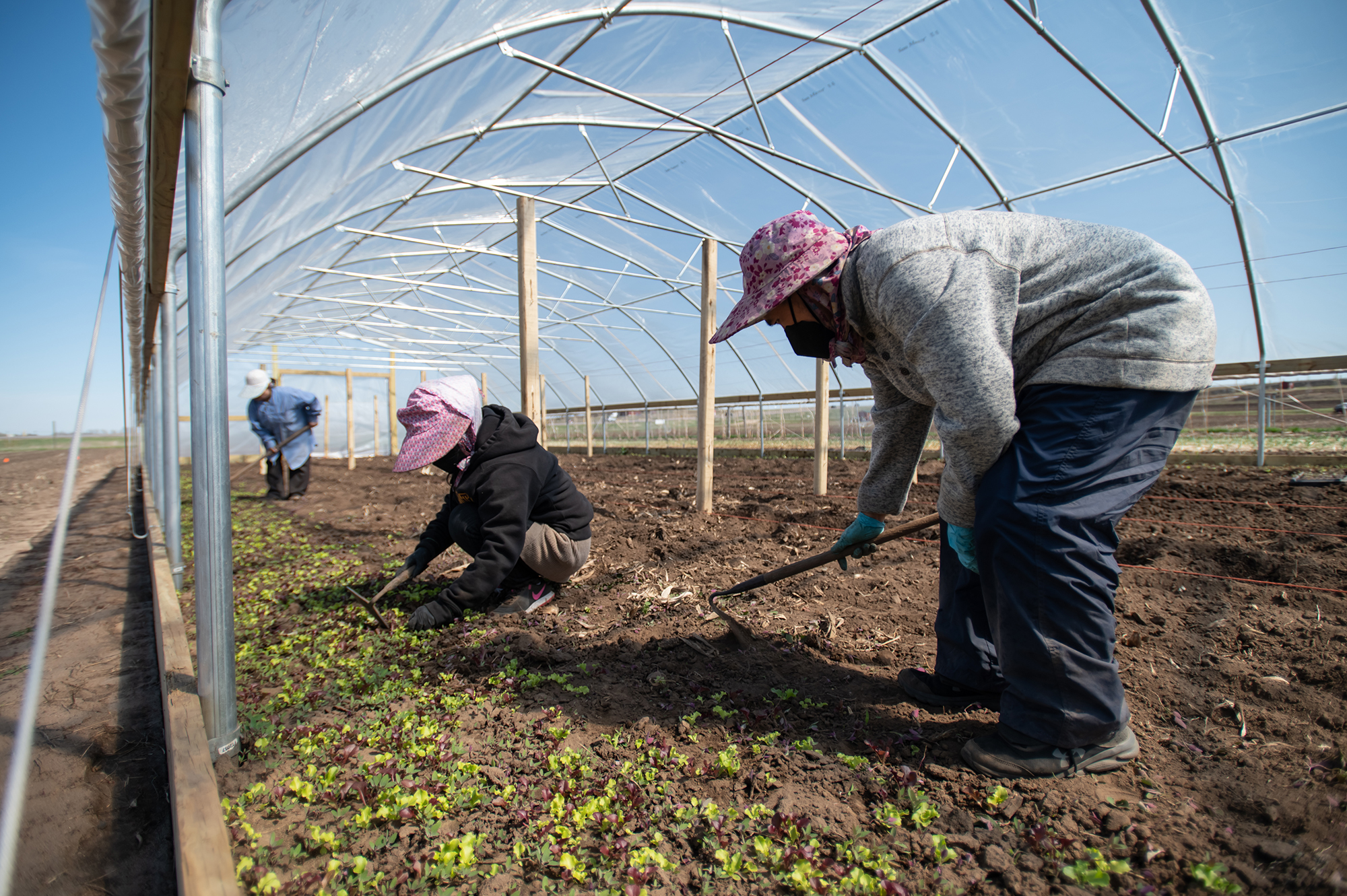 Three farmers working in a greenhouse. 