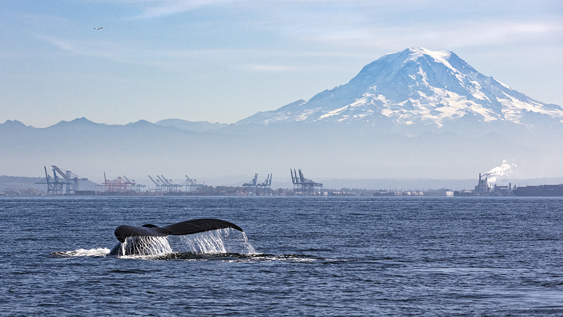 A wide shot of an ocean with a whale fin in sight and mountains in the back.