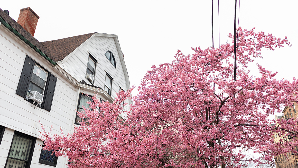 photo of house and tree
