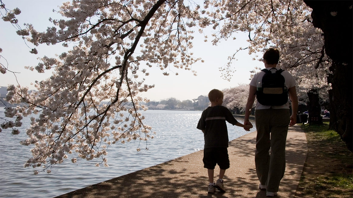 A parent and child walk along the Tidal Basin in DC with cherry blossoms in bloom