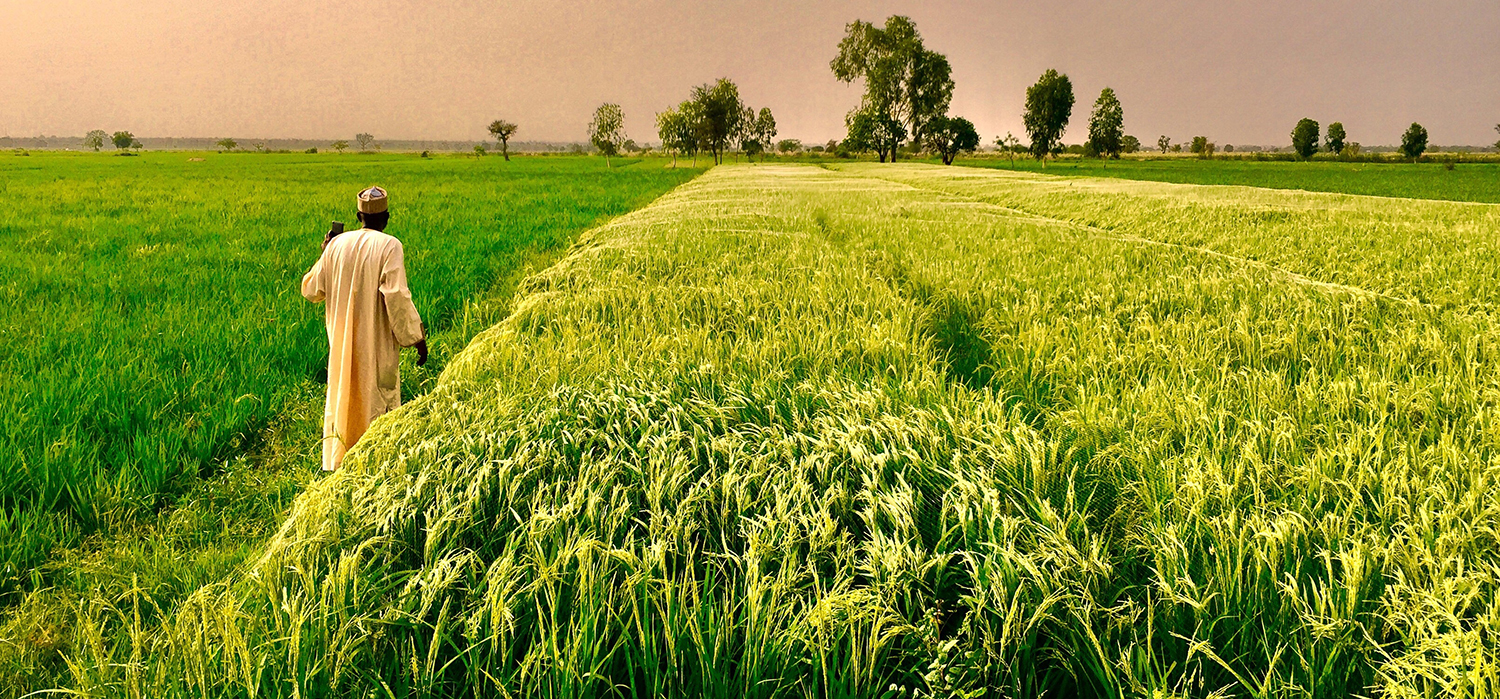 Person walks across a field in Africa
