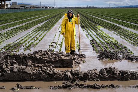 During a break in the rain farm workers drain lettuce fields of flood water as an atmospheric river storm slams California
