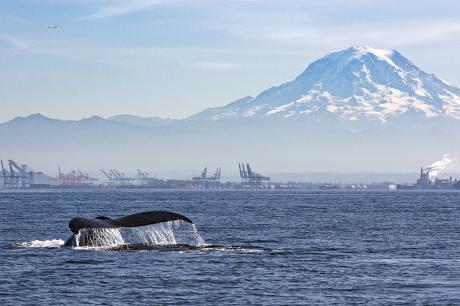 A wide shot of an ocean with a whale fin in sight and mountains in the back.
