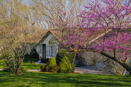 photo of house with front yard and trees