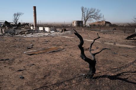 Aftermath of a wildfire