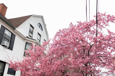 photo of house and tree