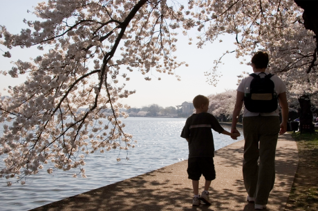 A parent and child walk along the Tidal Basin in DC with cherry blossoms in bloom