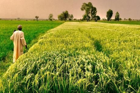 Person walks across a field in Africa