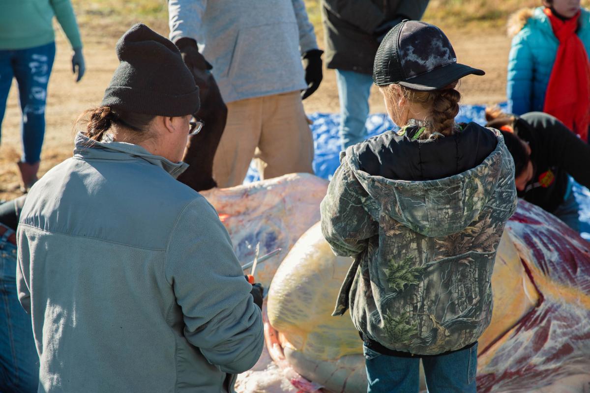 Sage Fast Dog teaches a child how to butcher a buffalo 